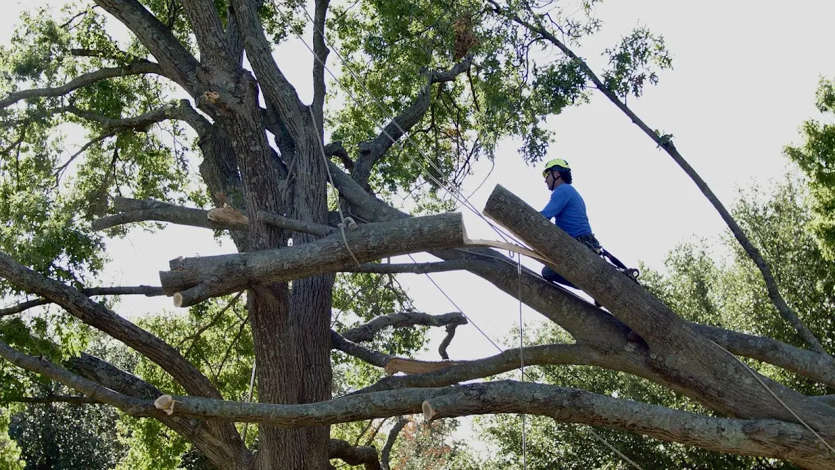 Professional Crown Thinning performed by certified arborists in Veblen