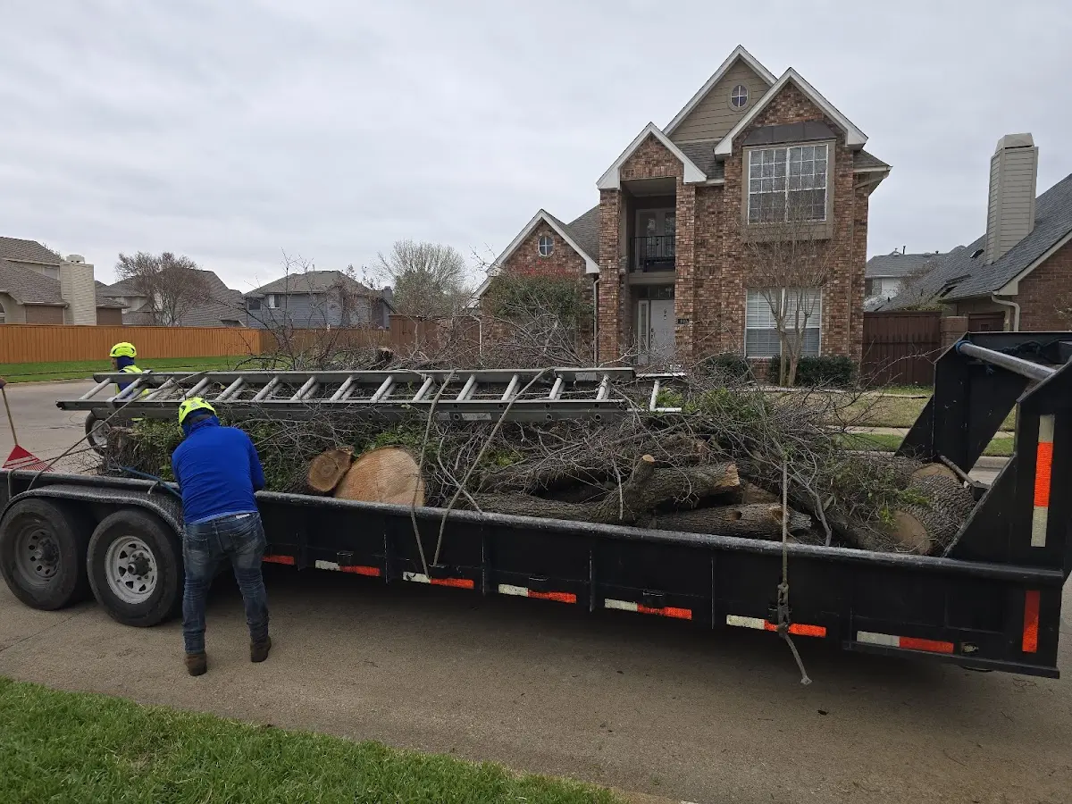 Expert Tree Removal with proper safety equipment in Veblen